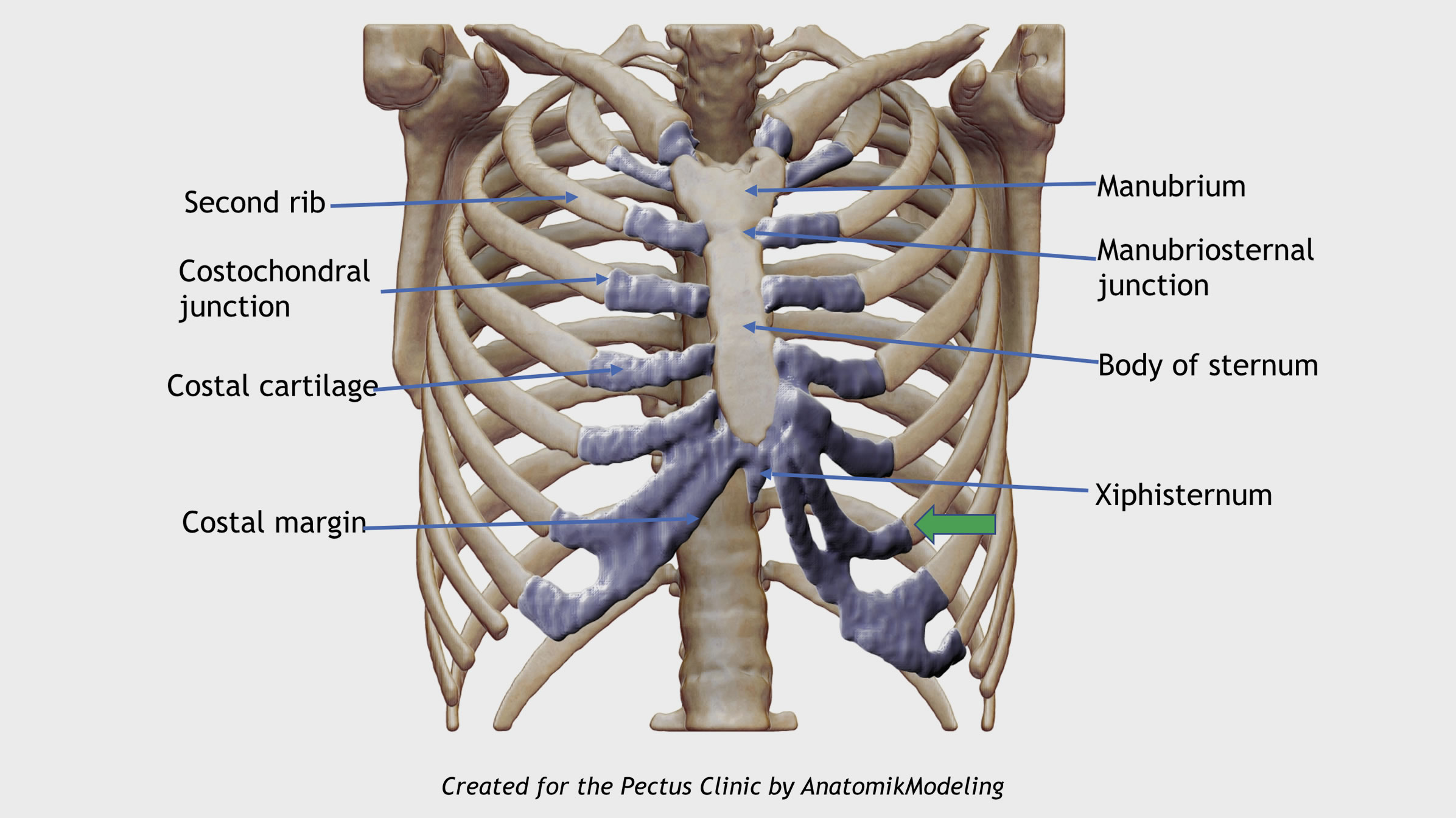 Anterior chest wall structures