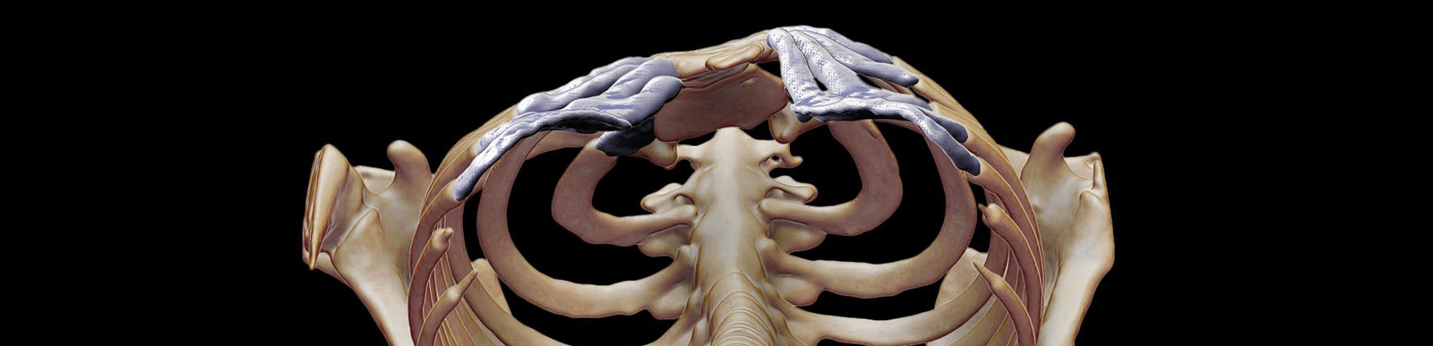 Pectus 3D diagram