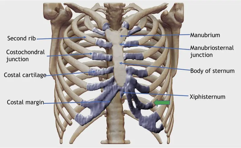 Detailed chest wall anatomy diagram