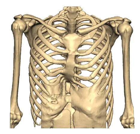 Front view — chest without implant